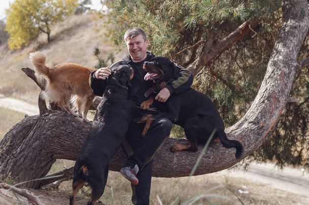 Un uomo e i suoi animali domestici. Un maschio adulto seduto sul tronco di un pino. I suoi tre cani stanno salendo tra le sue braccia. Due Rottweiler e una femmina rossa mista. Camminare con gli animali. Focus selettivo - Foto, immagini