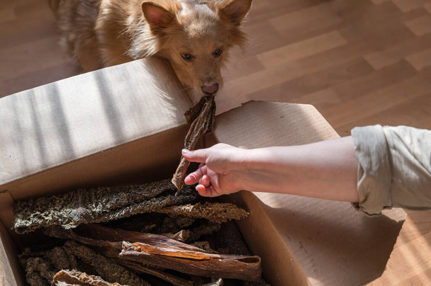 A female hand treats her pet with dried treats. A female of mixed breed. - Photo, Image