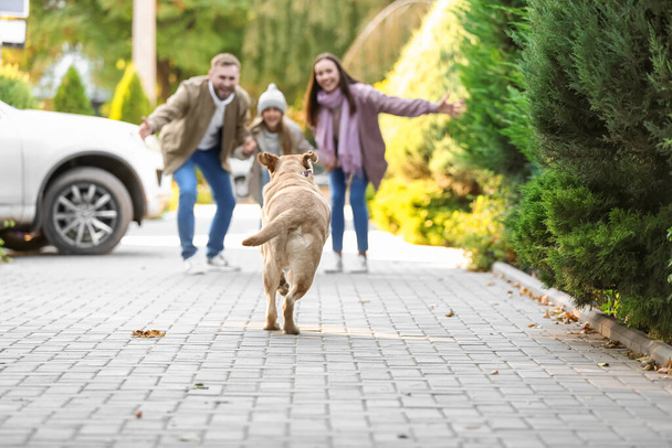 Funny Labrador dog running to family on street - Φωτογραφία, εικόνα