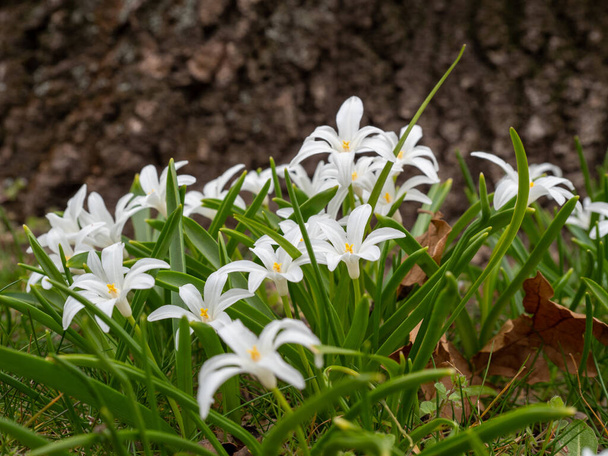 Chionodoxa luciliae, Gloire de l'arche dans la neige ou Gloire de Lucile s de la neige, fleurs blanches - Photo, image