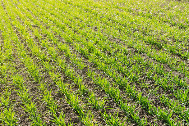 зелені паростки молодої озимої пшениці на сільськогосподарських землях, фото з деталями, красиве освітлення
 - Фото, зображення