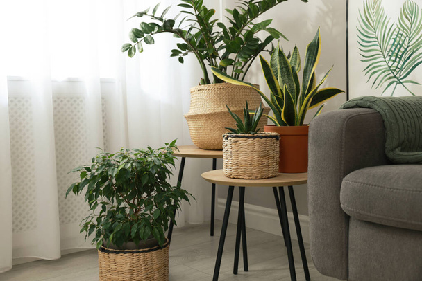 Stylish living room interior with beautiful houseplants and grey armchair - Φωτογραφία, εικόνα