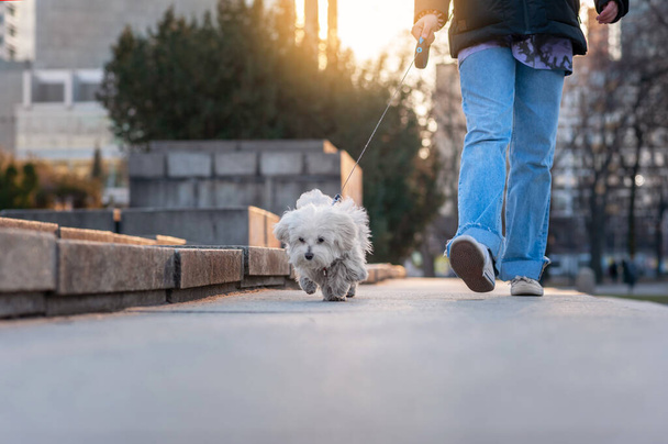 Ragazza con simpatico cane maltese all'aperto nella giornata di sole, primo piano - Foto, immagini