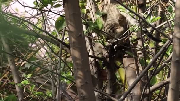 Yakından çekilen tekir renkli bir kedi yavrusu av aramak için ağaca tırmandı. - Video, Çekim