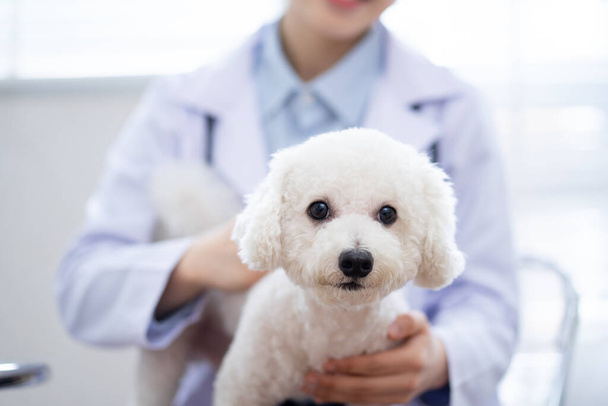 image of Asian female veterinarian examining a dog - Foto, afbeelding