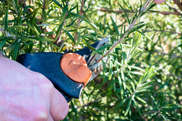 Man cuts a small branch off of an aromatic rosemary bush to use in the kitchen - Foto, afbeelding