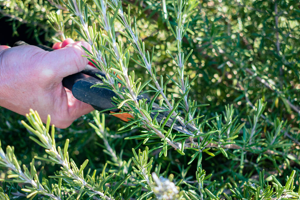 Man cuts a small branch off of an aromatic rosemary bush to use in the kitchen - Foto, Imagem