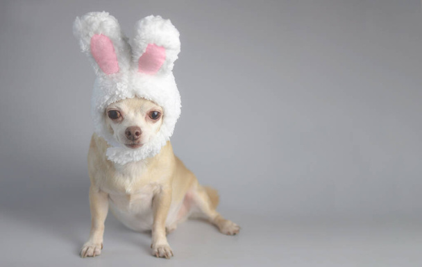 Portrait of healthy brown  short hair chihuahua dog, wearing rabbit ears  costume sitting on gray background,  and looking at camera, isolated. Pet easter costume concept. - Φωτογραφία, εικόνα