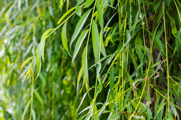 Hanging willow branches with green leaves. Background from green willow leaves - Photo, Image