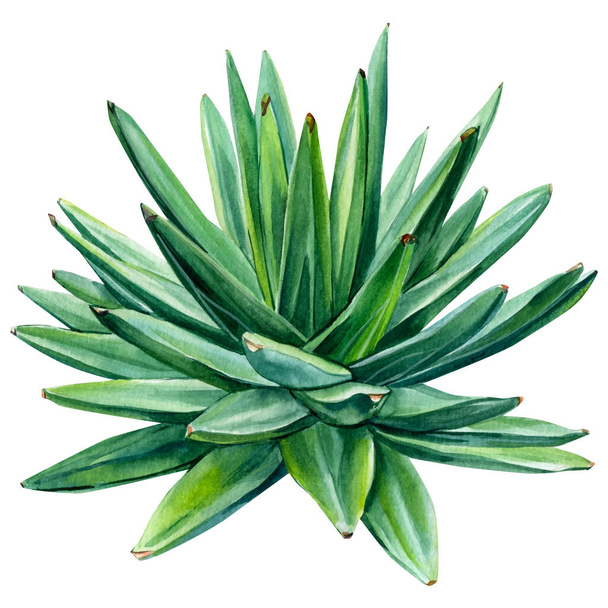 succulent, aloe watercolor illustration, botanical painting - Valokuva, kuva