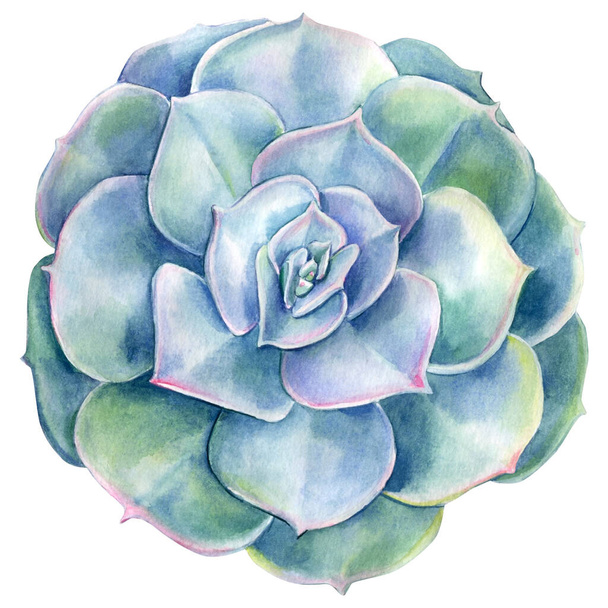 Watercolor Succulent. Echeveria illustration, botanical painting - Photo, image