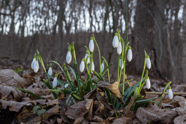 Nieves de primavera temprana, Galanthus nivalis, enfoque selectivo y fondo difuso. - Foto, imagen