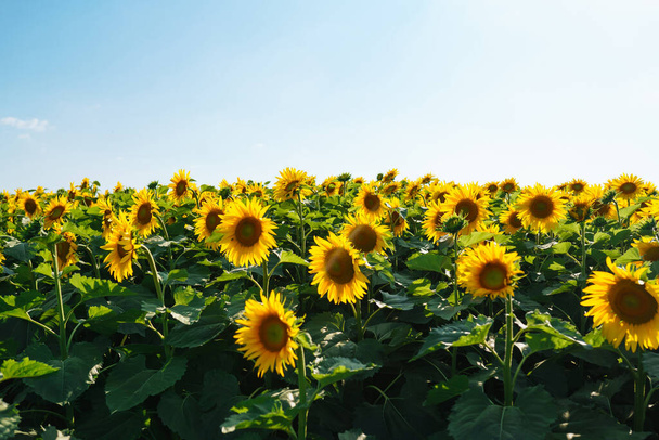 Field of blooming sunflowers. Organic and natural floral background. Agricultural on a sunny day. - Foto, immagini