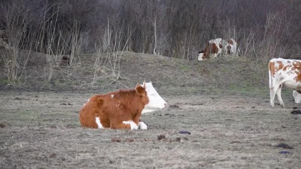Egy tehén pihent a fűben a szántóföldön és rágás, háziasított szarvú legelő, szarvasmarha szabadtartású - Felvétel, videó