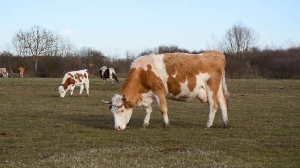 Πλευρική άποψη των αγελάδων βόσκησης χόρτου σε βοσκότοπους στις αρχές της άνοιξης, με μεγάλους μαστούς και αμβλύ κέρατα σε οικόσιτα βοοειδή, κτηνοτροφία - Πλάνα, βίντεο