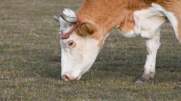 Κοντινό κεφάλι αγελάδας σε προφίλ με αμβλύ αιχμηρά κέρατα, ενώ βόσκουν γρασίδι σε βοσκότοπους κατά τη διάρκεια ηλιόλουστη ημέρα της άνοιξης, οικόσιτο μέρος του σώματος των ζώων - Πλάνα, βίντεο