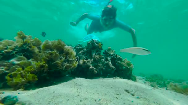 Un niño con una máscara submarina limpia el fondo del mar de la contaminación. El concepto de conservación de la naturaleza. - Metraje, vídeo
