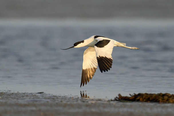 Pied avocet (Recurvirostra avosetta) ve svém přirozeném prostředí v Dánsku - Fotografie, Obrázek