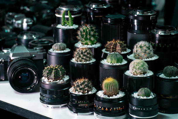 pentola di cactus fatta da vecchi obiettivi della fotocamera - Foto, immagini