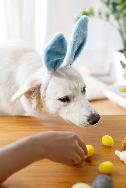 Cute dog in bunny ears and stylish easter eggs, flowers, decor on wooden table. Happy Easter. Pet and easter at home. Adorable white swiss shepherd dog in bunny ears in sunny room - Photo, Image