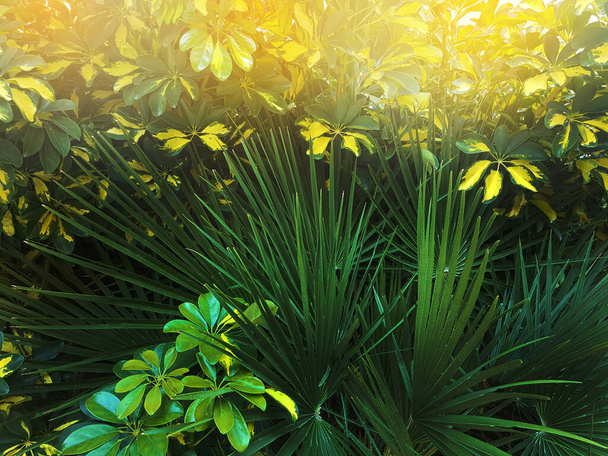 yeşil bitkiler ve güneş - Fotoğraf, Görsel