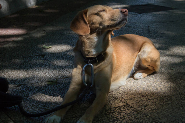 Pes zvedne hlavu se zavřenýma očima, aby si užil západu slunce na ulici. Zvíře na vodítku leží na silnici. - Fotografie, Obrázek