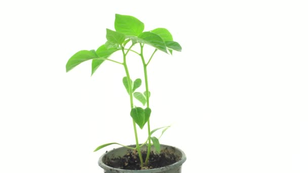 pepper seedlings on a white background. eco product. isolated plant. - Footage, Video
