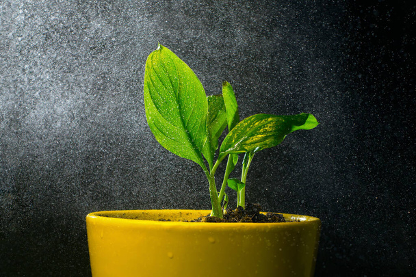 A plant with beautiful green leaves in a yellow pot. Sprayed water falls on a houseplant on a black background. - Photo, Image