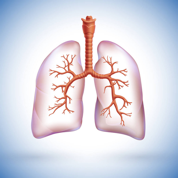 Akciğerdeki solunum dallarını vurgulamak için insan akciğerinin 3 boyutlu çizimi kısmen şeffaf. - Vektör, Görsel