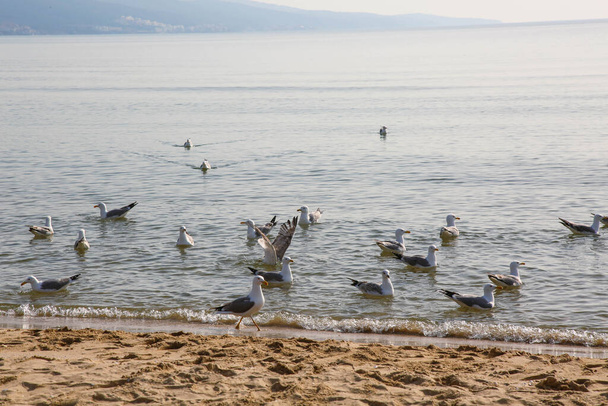 Seagulls on the Black Sea - Foto, Bild