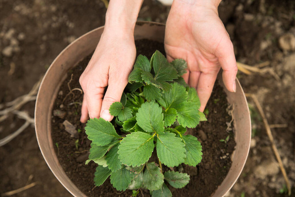 Image of male hands transplanting young plant. - Photo, image