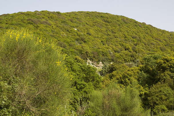 mount meron spring.peak iz, İsrail içinde görüntüleme - Fotoğraf, Görsel