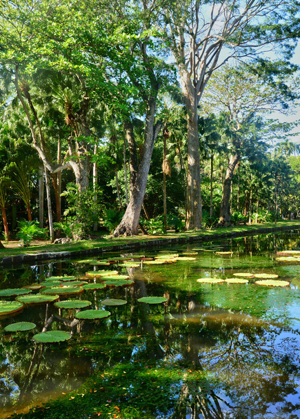 picturesque garden of Pamplemousse in Mauritius Republic  - Photo, Image