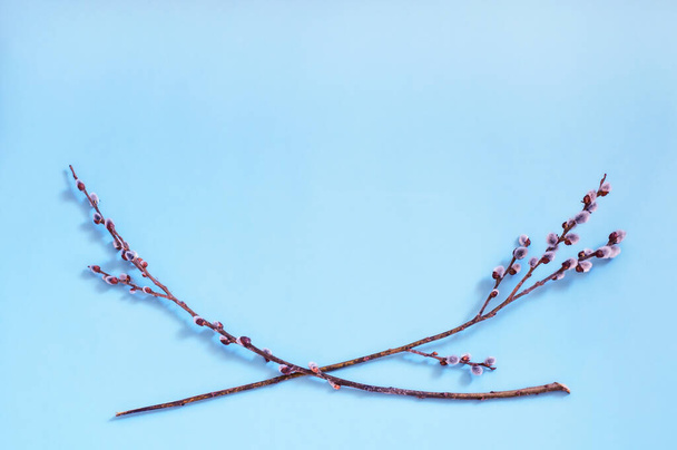 printemps, brindilles de saule en fleurs se trouvent sous la forme d'un cadre sur un fond bleu - Photo, image
