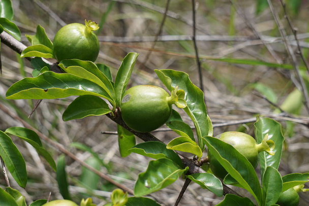 Grüner punica granatum (auch Granatapfel delima genannt) in der Natur - Foto, Bild