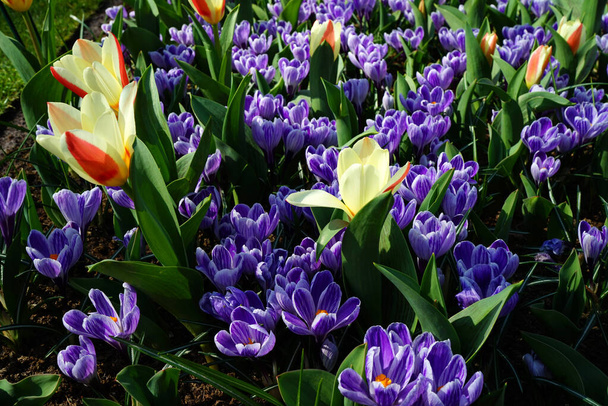 A large field with purple-white striped crocuses combined with a very small early tulip, a yellow-red Tulipa Clusiana (probably cultivar Cynthia) - Photo, Image