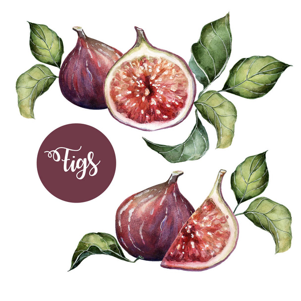 Two illustrations with purple figs and half figs in watercolor on a white background. - Photo, Image