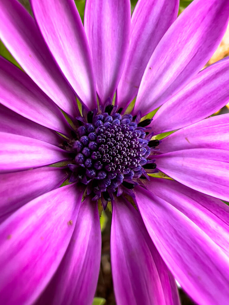 Detailní záběr fialové okvětní lístek květiny venku - Fotografie, Obrázek
