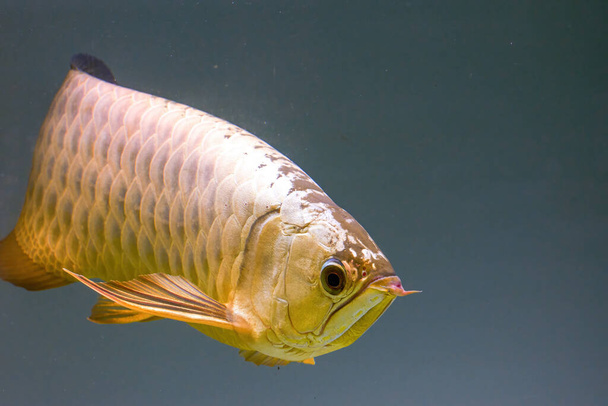 Nahaufnahme einer wilden Aarowana in einem Fischbecken - Foto, Bild