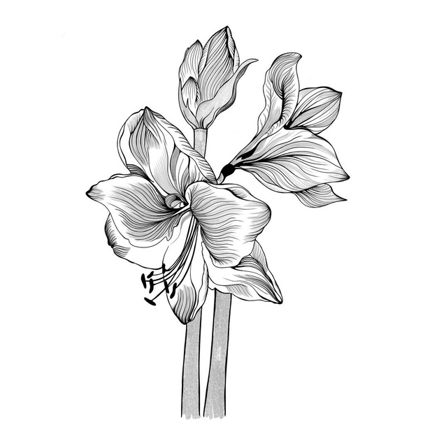 Amaryllis hippeastrum Lilly λουλούδι απομονωμένο μαύρο και άσπρο περίγραμμα σκίτσο. Άνοιξη ανθικό στοιχείο φύλλωμα μπουκέτο. απεικόνιση σχεδίου. Στυλ γραμμής. - Φωτογραφία, εικόνα