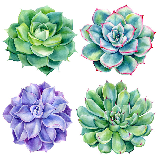 Succulents watercolor illustration, botanical painting, green plants - Photo, Image