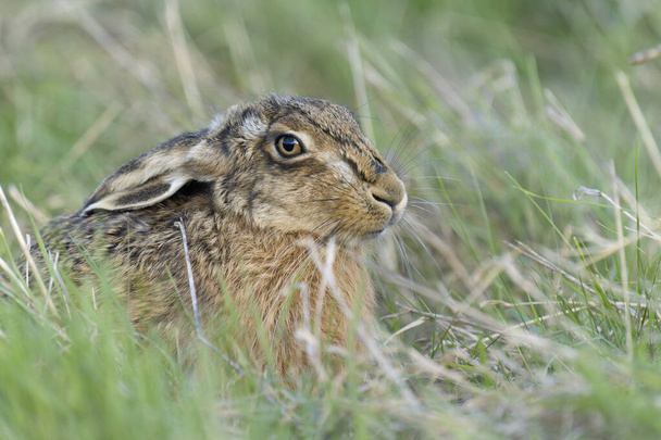 Brown or European hare, Lepus europaeus, single hare on grass, Kent, Μάρτιος 2022 - Φωτογραφία, εικόνα