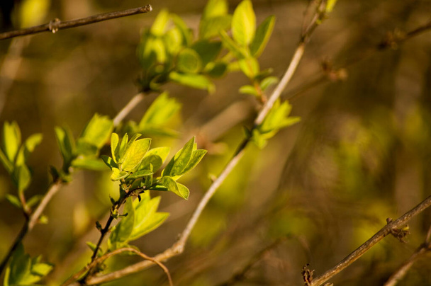 Opening buds on the branches in springtime. Selective focus, shallow depth of field. - Photo, Image