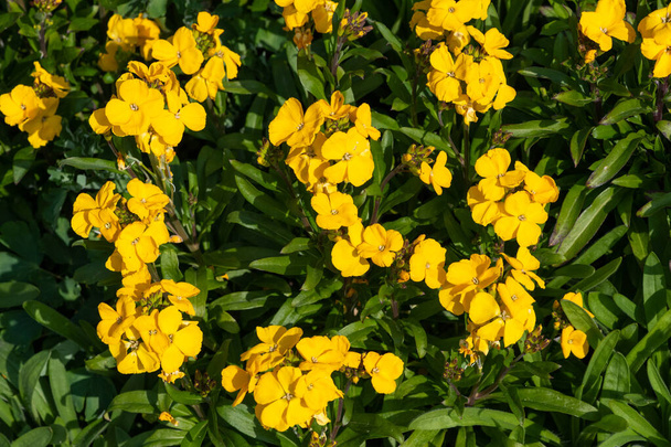 Sarı duvar çiçeklerinin (erysimum cheiri) açılışını kapat - Fotoğraf, Görsel