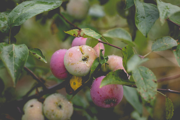 Прекрасный вид на яблоню утром после дождя. Капли дождя на яблоко. Тонизированное фото с виньетированием и мягким светом окружающей среды. - Фото, изображение