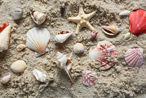 Wiele różnych muszli morskich na piasku plaży, widok z góry - Zdjęcie, obraz