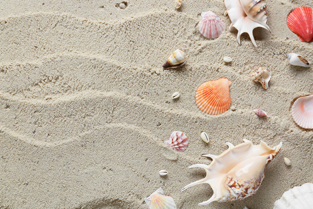 ビーチの砂の上に多くの異なる貝殻 - 写真・画像