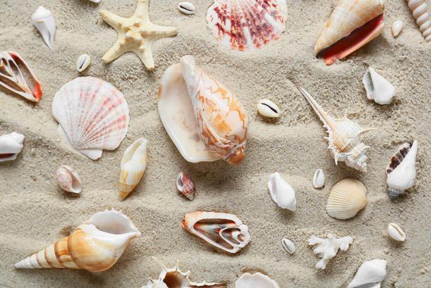 Muchas conchas marinas diferentes y estrellas de mar en la arena de la playa - Foto, Imagen