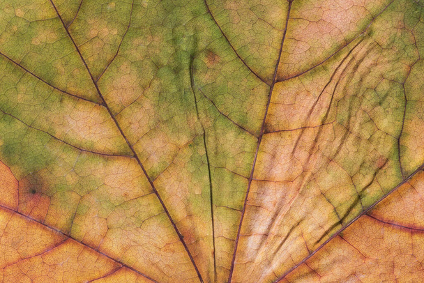 Primer plano de la textura de las hojas coriáceas. La textura similar al cuero de la hoja de arce otoñal seca para su uso como fondo. - Foto, imagen
