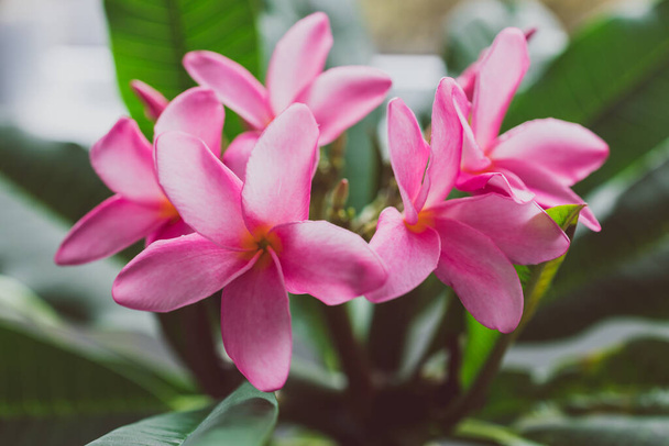 close-up of frangipani plumeria plant with plenty of pink flowers shot at shallow depth of field - Foto, immagini
